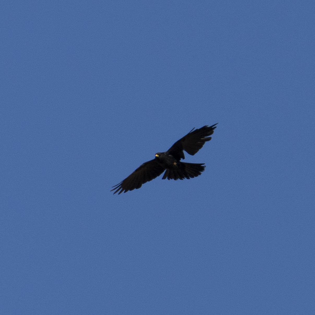 Yellow-billed Chough